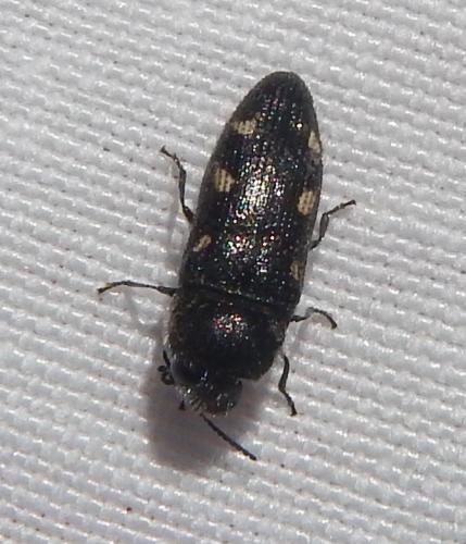 Réf. 221 099 : Acmaeodera bipunctata